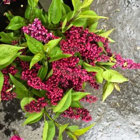 Lyon flower seller