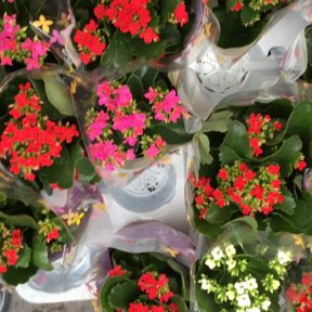 Lyon flower market