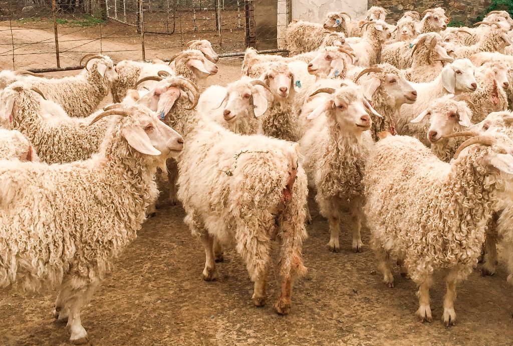 A heard of Angora goats are gathered on the farm, the first step in the farm to skein journey of Cowgirlblues hand dyed yarn.