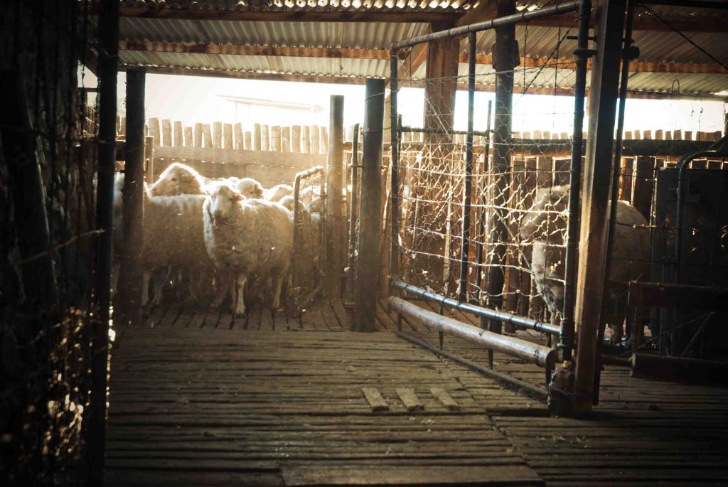 A heard of merino sheep are gathered on the farm, the first step in the farm to skein journey of Cowgirlblues hand dyed yarn.